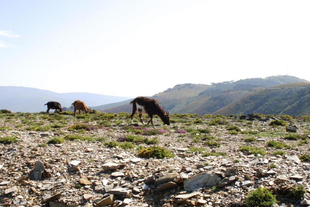 Hotel Quinta Dos 4 Lagares Serrazes Zewnętrze zdjęcie